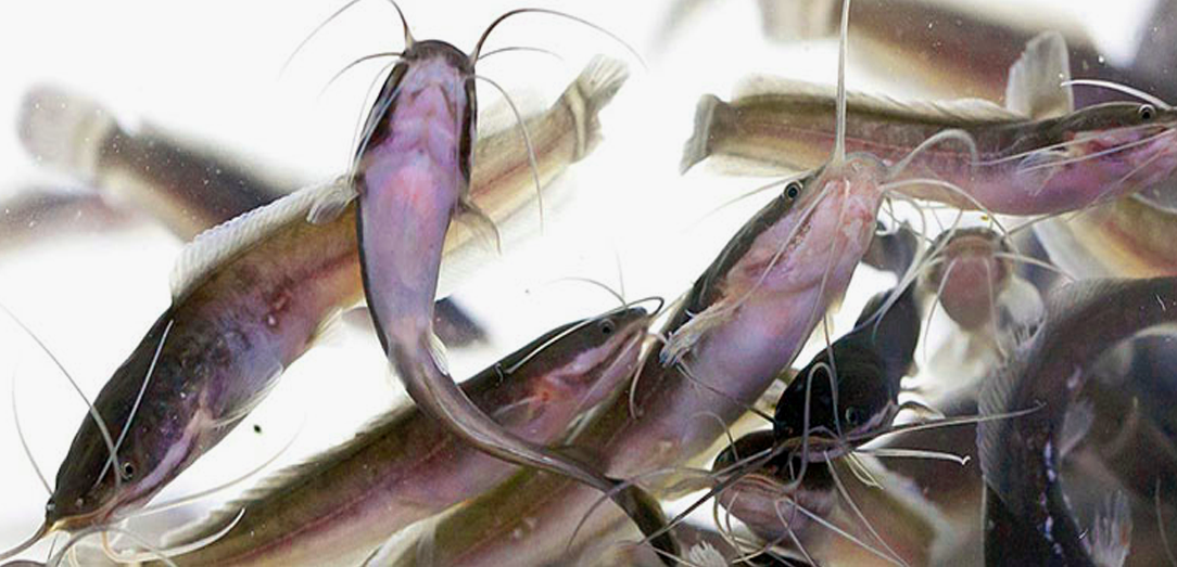 وزارة البيئة والمياه والزراعة تصدر حظراً على استيراد اسماك القراميط Cat Fish من موزمبيق 