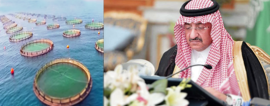انشاء برنامج وطني لتطوير قطاع الثروة السمكية في المملكة العربية السعودية 